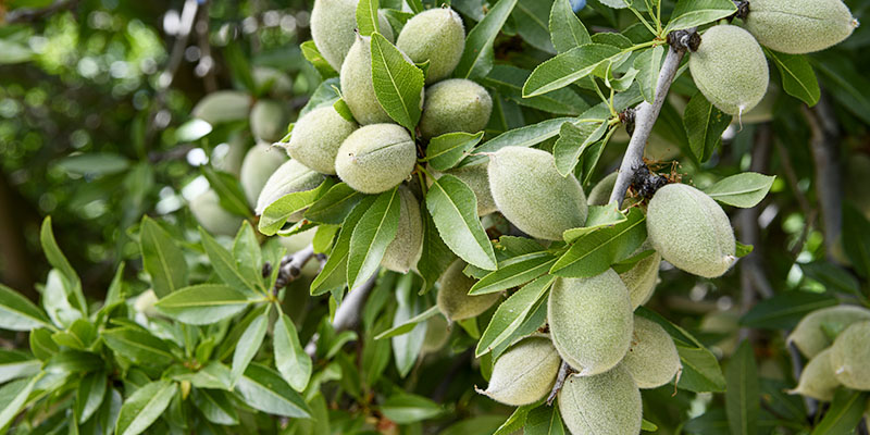 A branch of an almond tree with almonds growing on it.