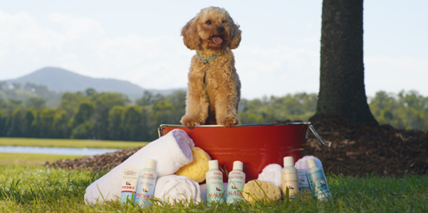 toy poodle stand in red bucket surrounded by dermcare vet pharmaceutical products in front of a backdrop of a forest and lake