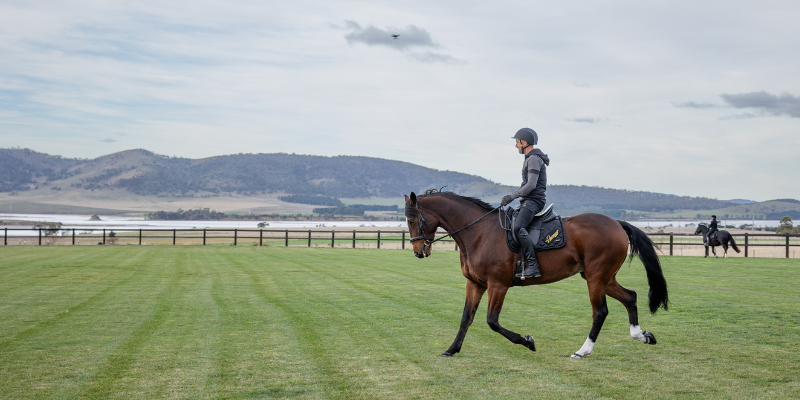 Man wearing helmet and horse riding gear rides a brown stallion across green pastures with a fence, then river, and forest hills in the background