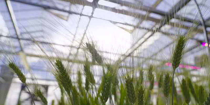 Grains growing in a greenhouse