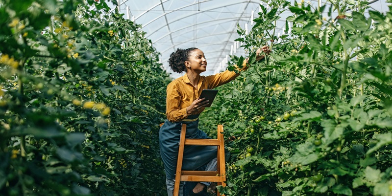 Woman on ladder picking fruit