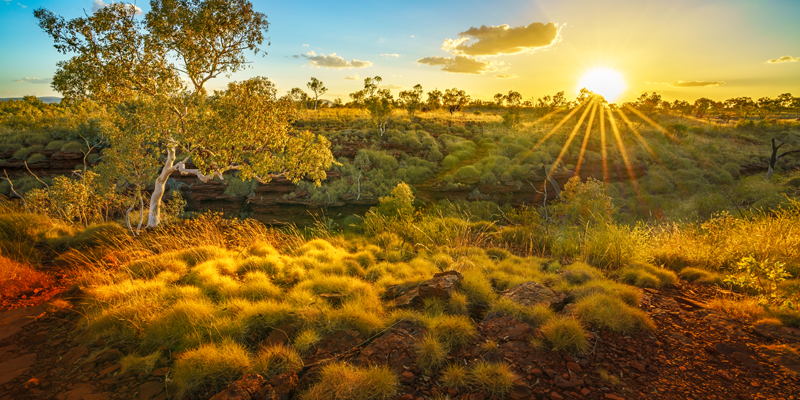 Australian bush landscape with shrubbery and trees in the foreground at sunset